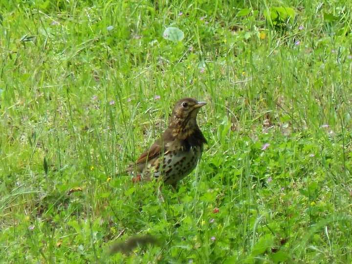 Song Thrush