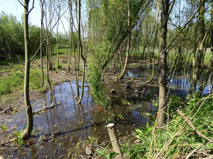 Wetland area